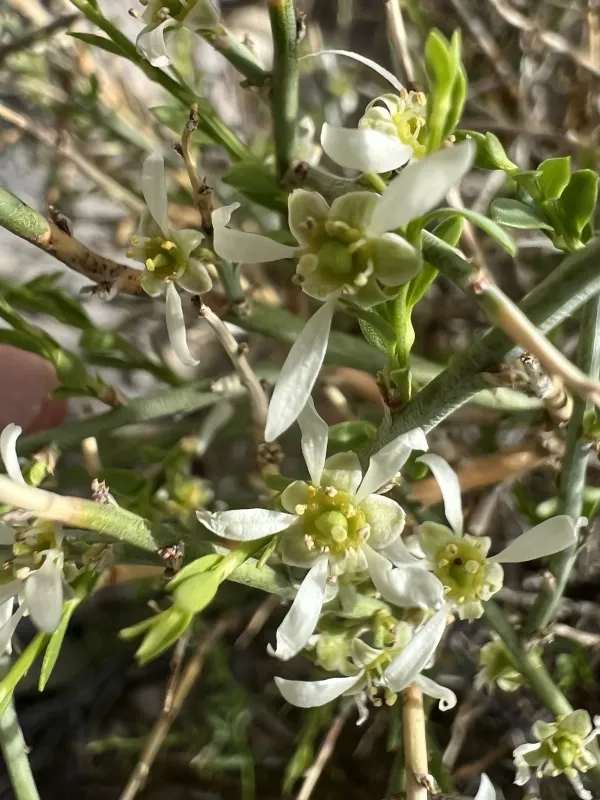 Forsellesia