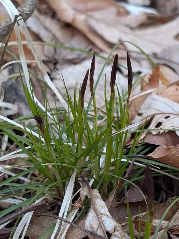 Pennsylvania sedge