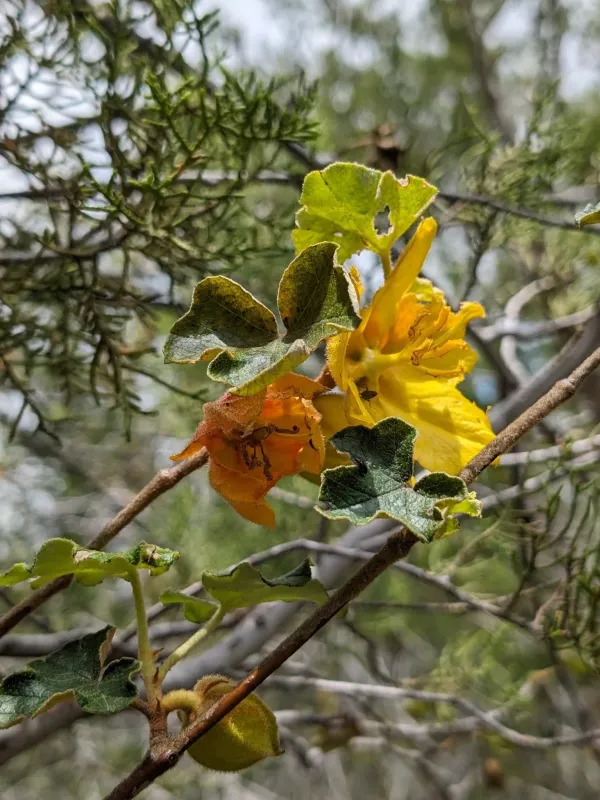 Fremontodendron mexicanum