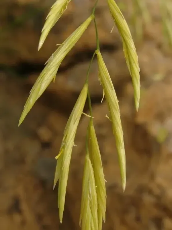 Festucopsis