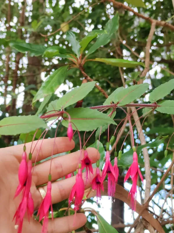Fuchsia coccinea