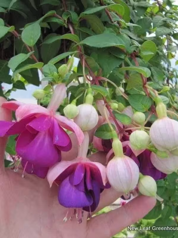 Fuchsia hybrids