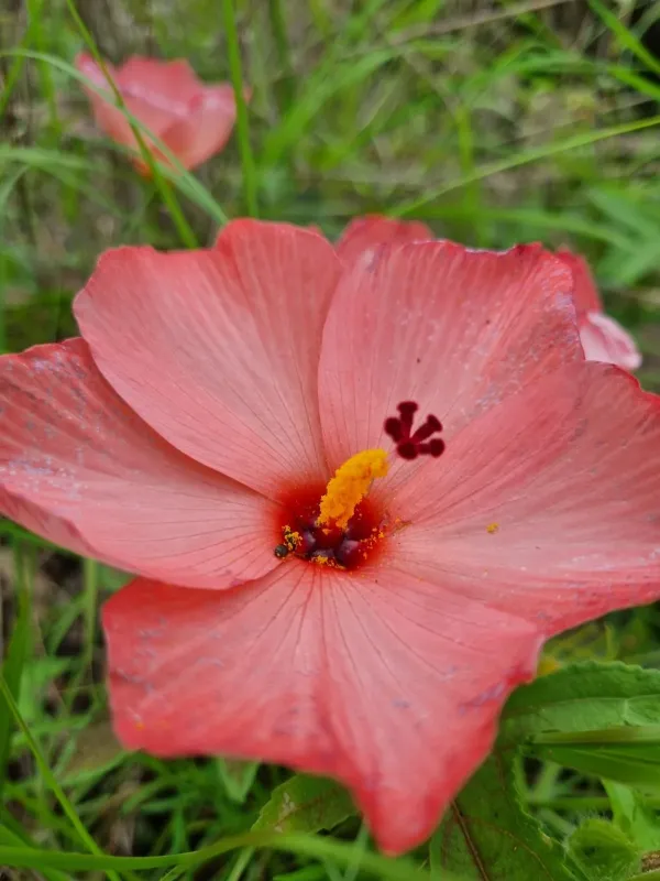 Abelmoschus moschatus tuberosus