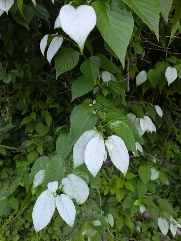 Silver vine