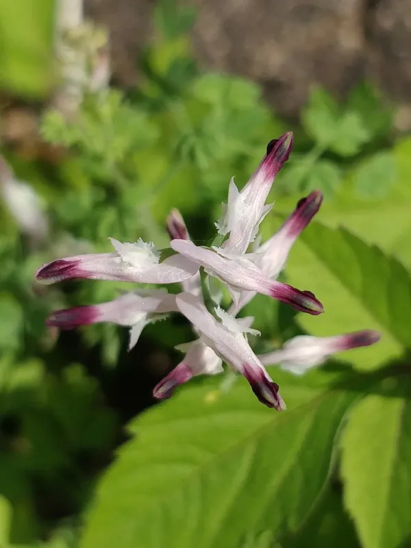 Fumaria sepium