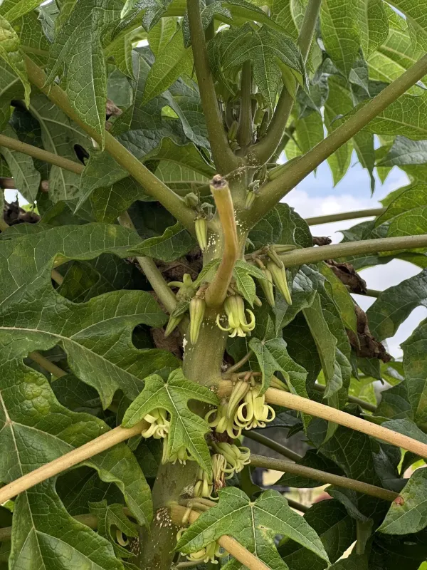 Mountain papaya