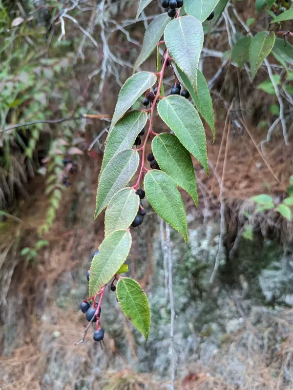 Gaultheria cumingiana