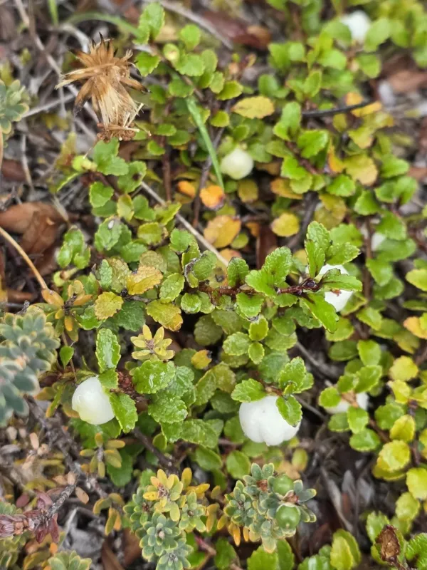 Gaultheria depressa