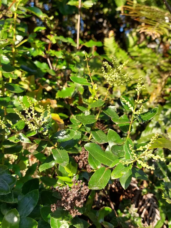 Gaultheria oppositifolia