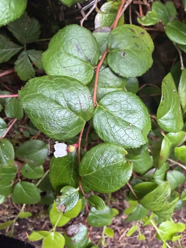 Oval-leaf wintergreen