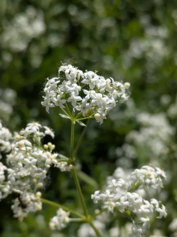 White bedstraw