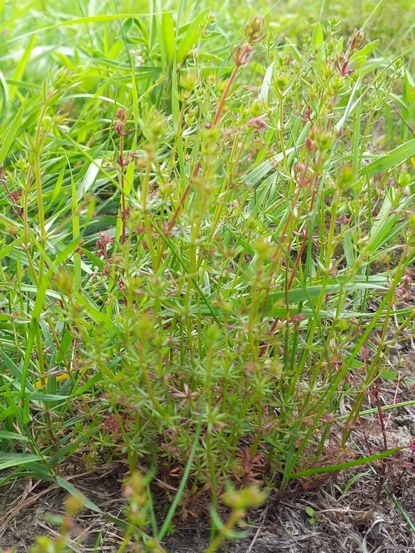 Slender bedstraw
