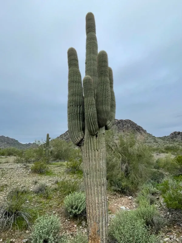 Saguaro