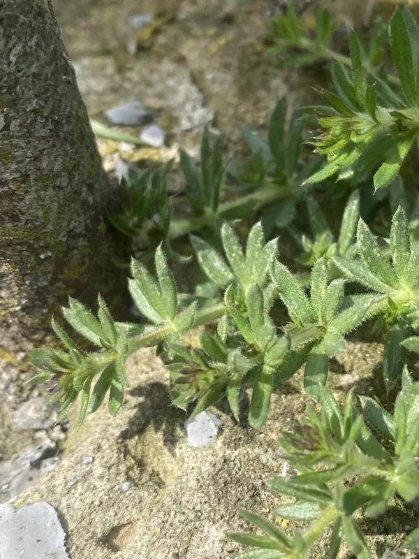 Galium humifusum