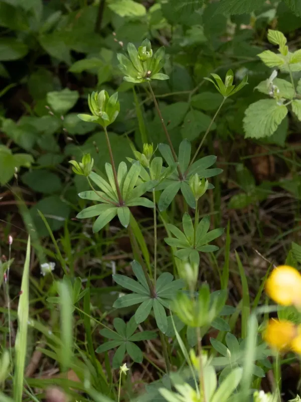 Wood bedstraw