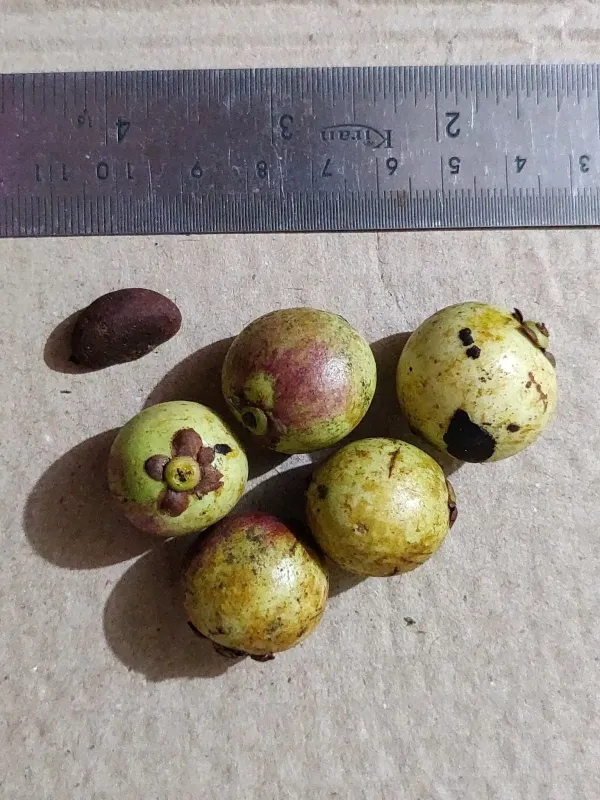 Garcinia morella