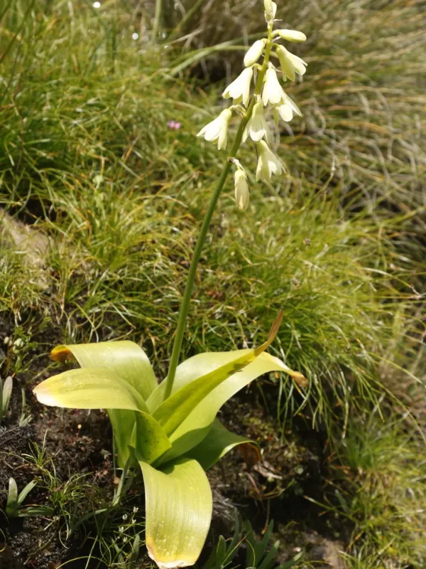 Galtonia