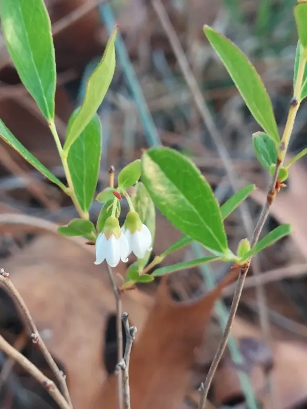 Gaylussacia dumosa
