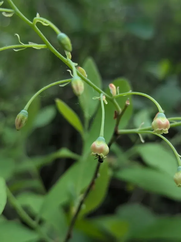 Dangleberry