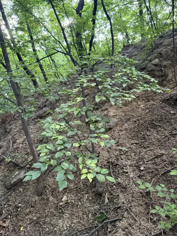 Korean hornbeam