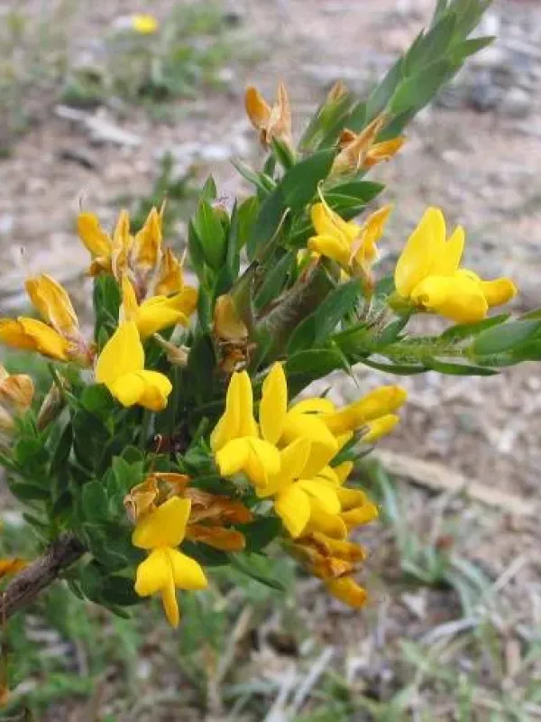 Genista berberidea