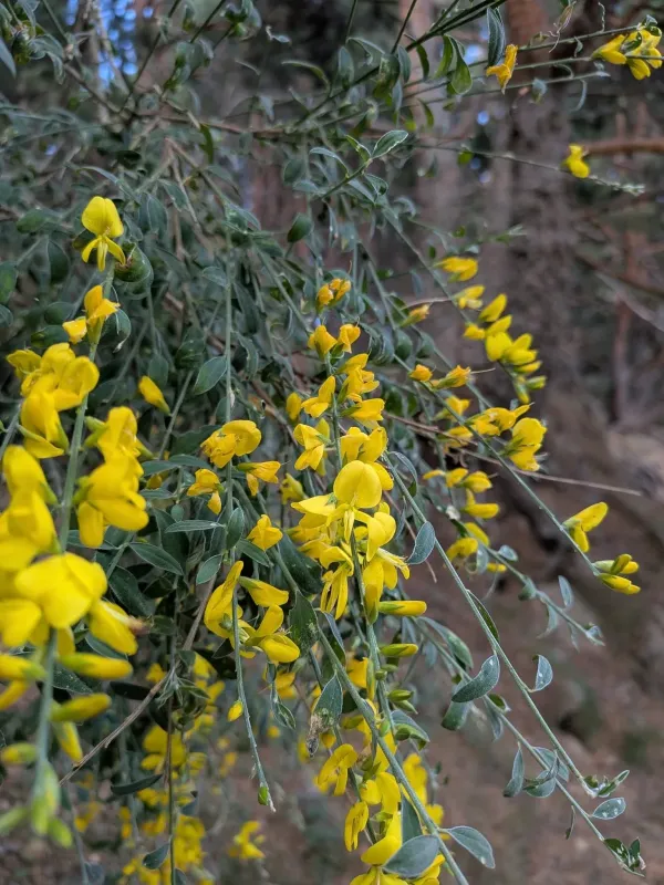 Spanish broom