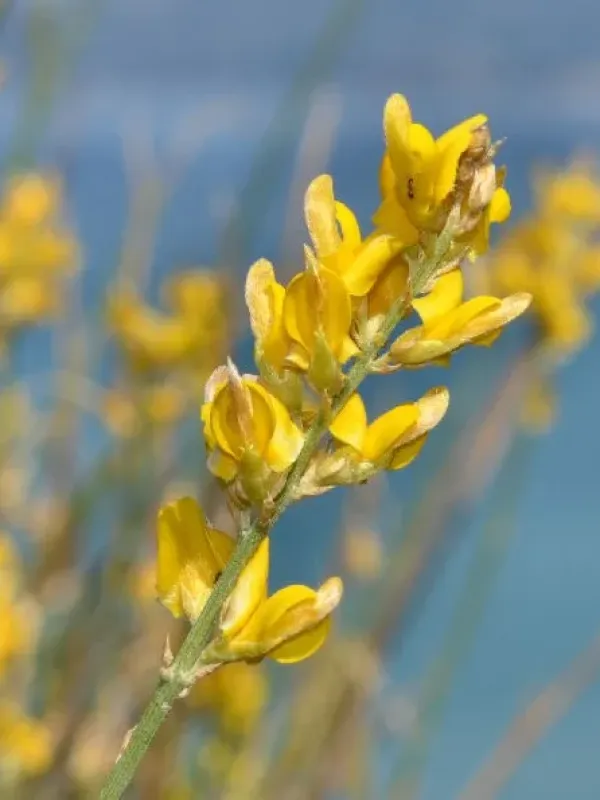 Genista nissana