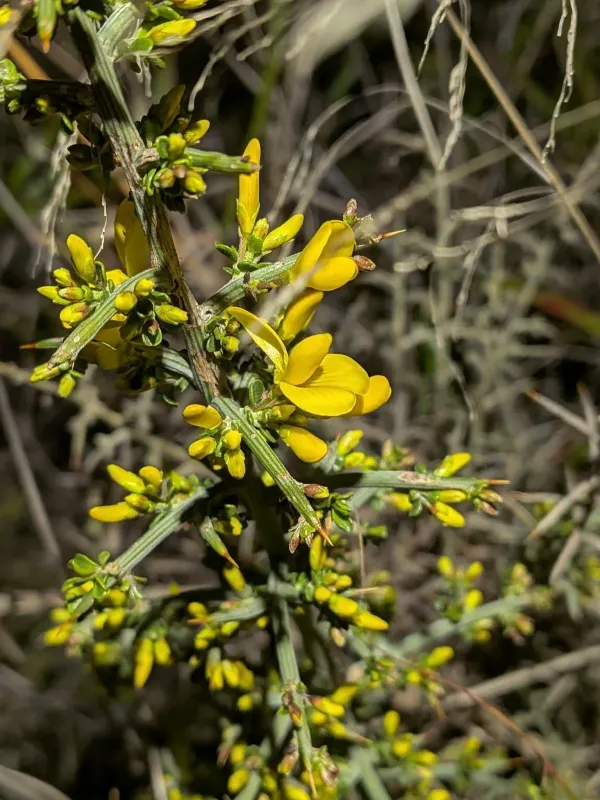 Scorpion broom