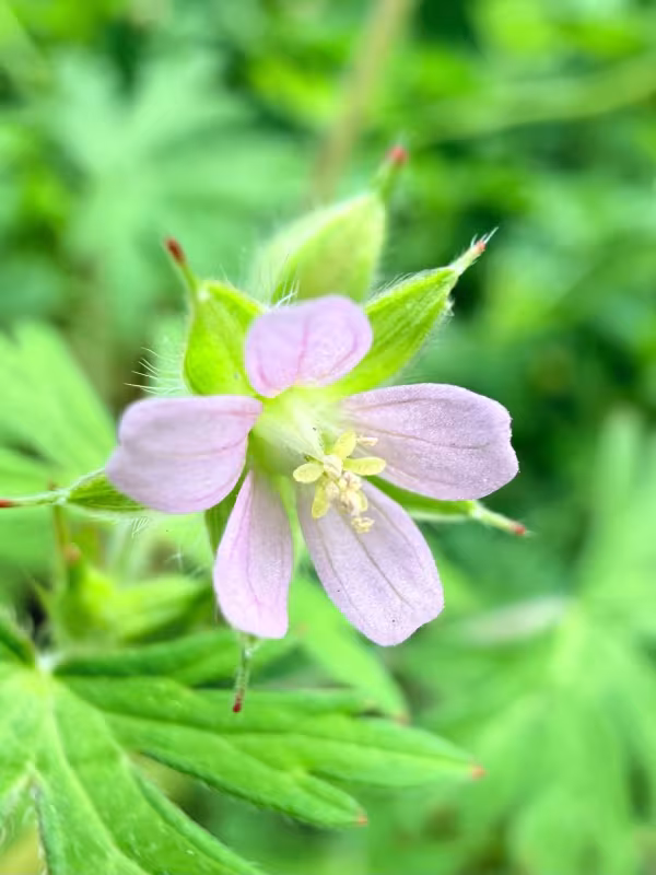 Carolina geranium