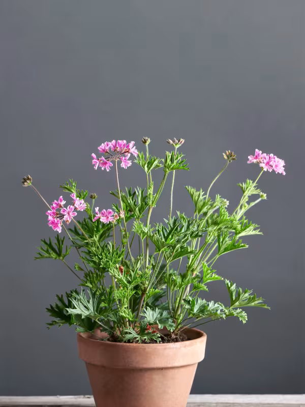 Geranium caffrum