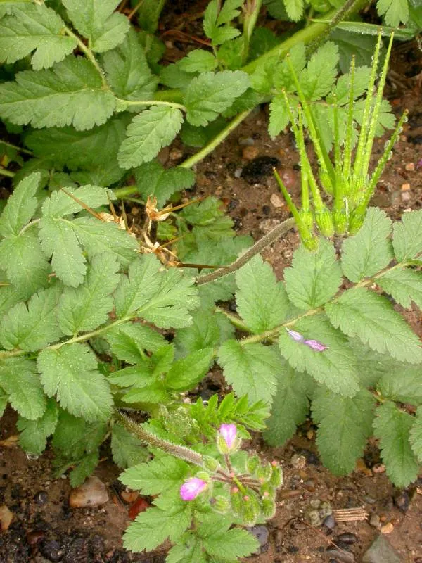 Muscat geranium