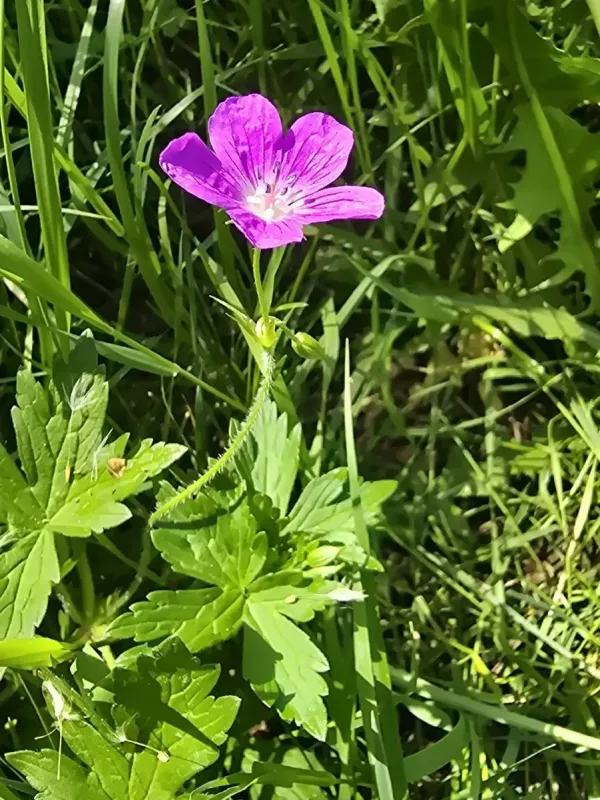 Meadow crane's-bill