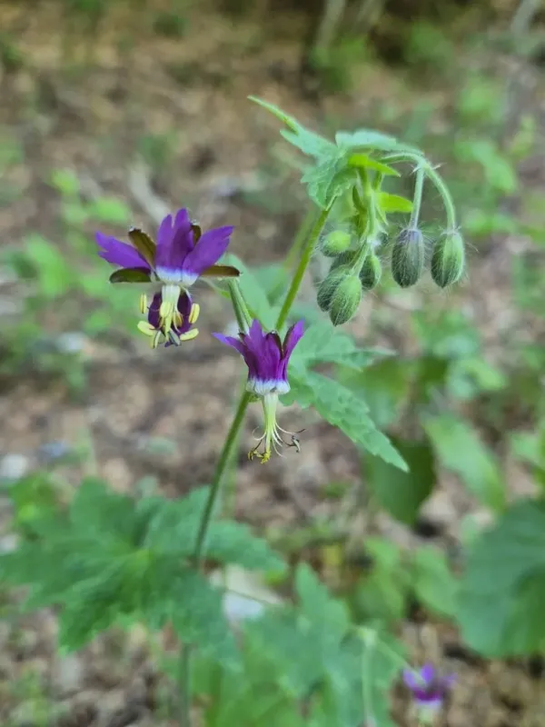 Reflexed cranesbill
