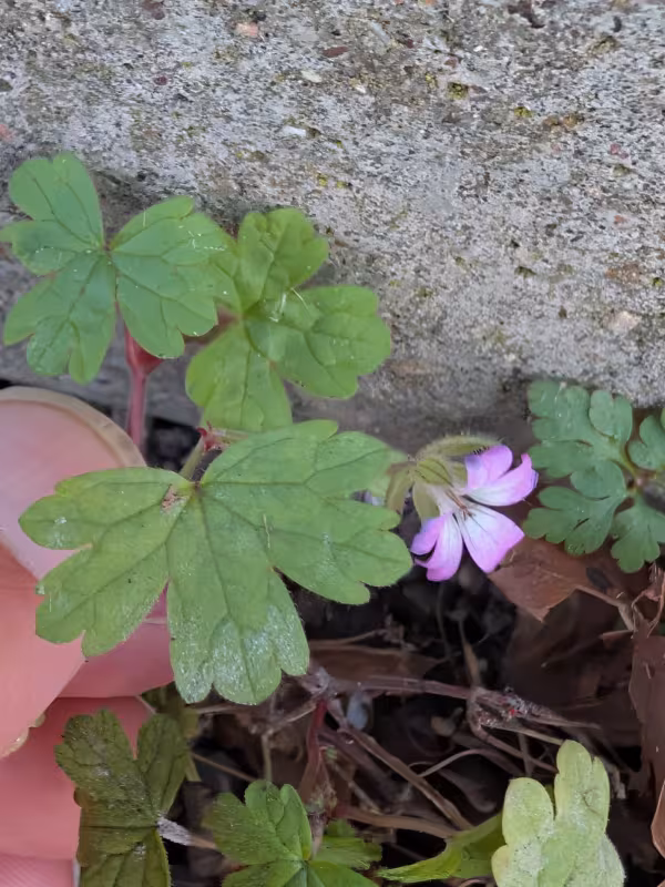 Round-leaved cranesbill