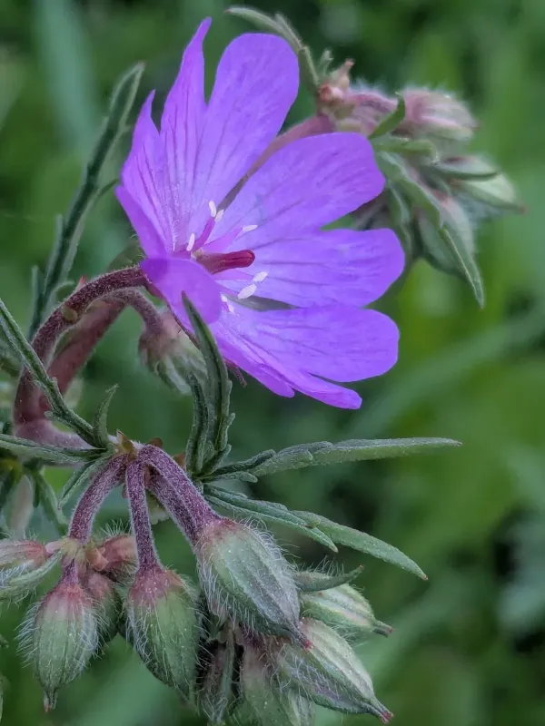 Tuberous geranium
