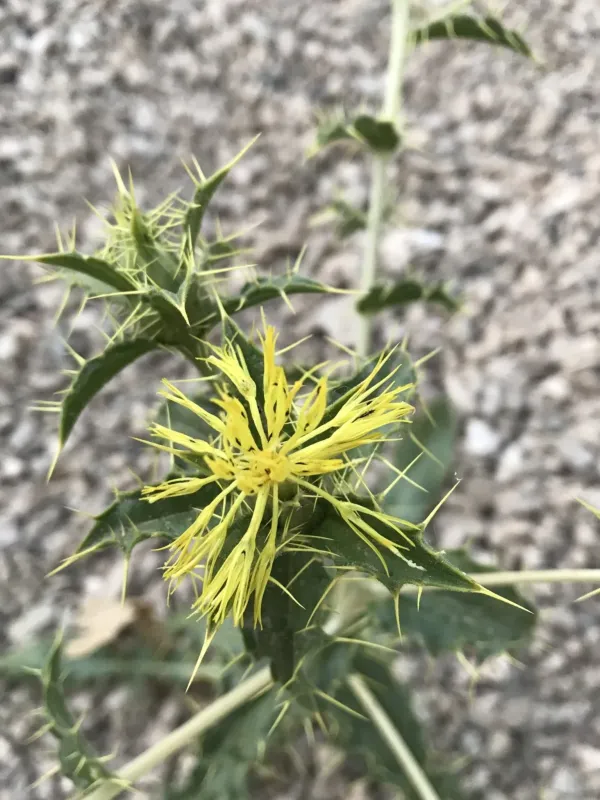 Safflower
