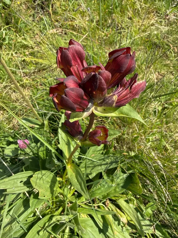Purple gentian