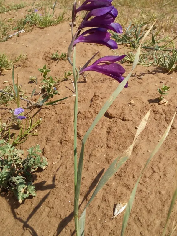 Gladiolus aleppicus