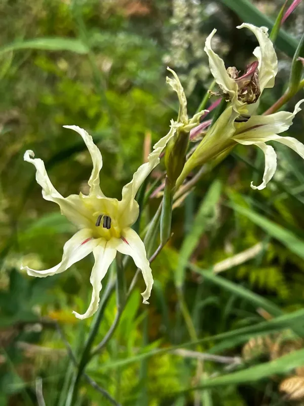 Waved gladiolus