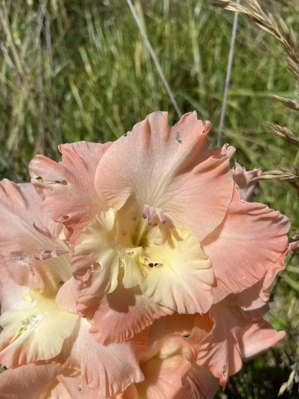Gladiolus hortulanus