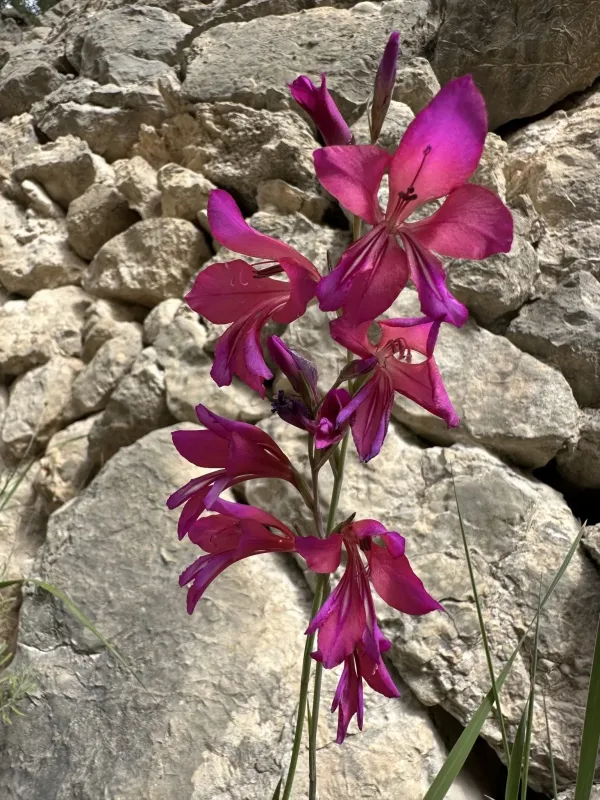 Illyrian gladiolus
