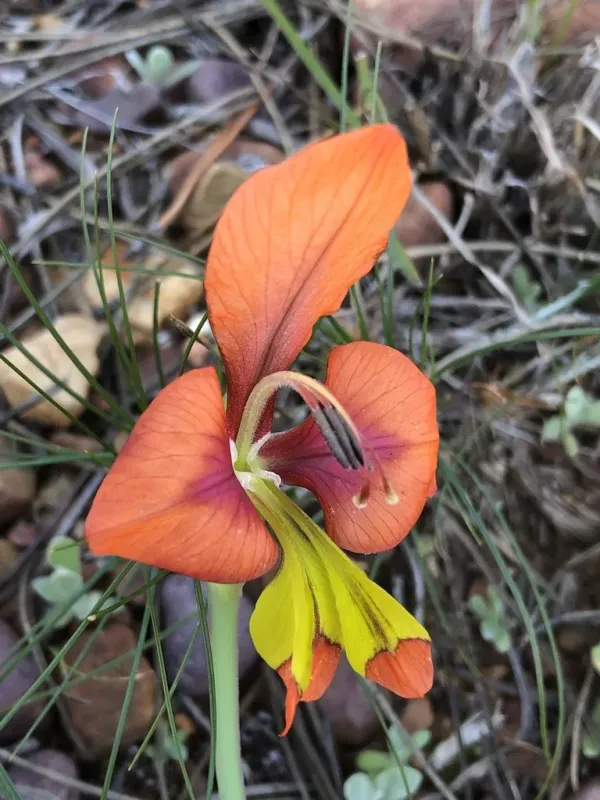 Gladiolus iroensis