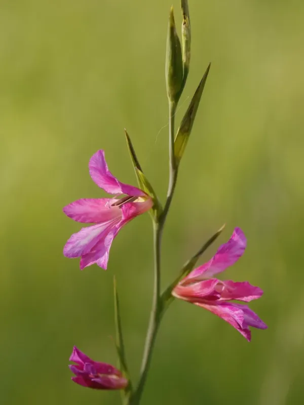 Italian gladiolus