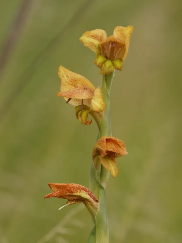 Gladiolus dalenii