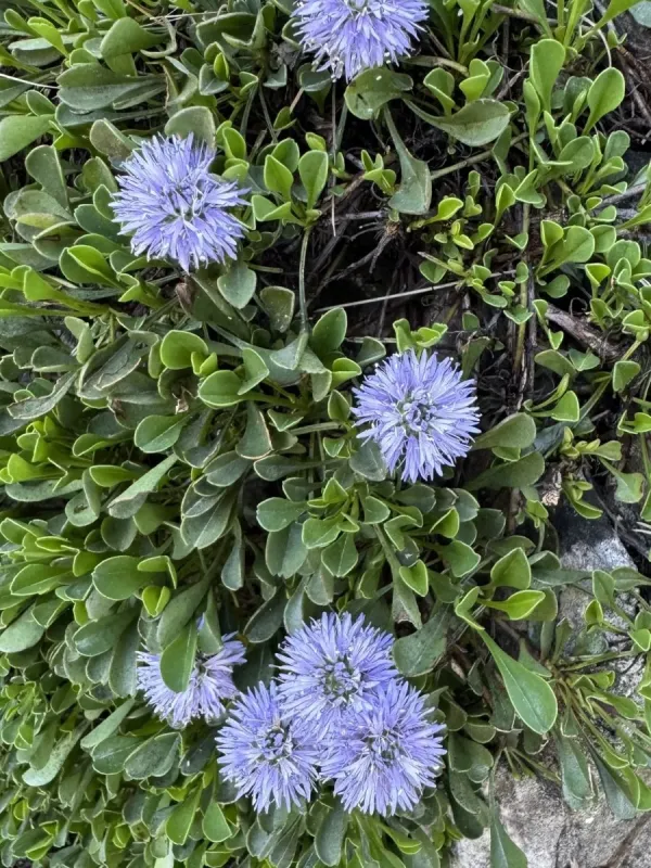 Heart-leaved globe daisy