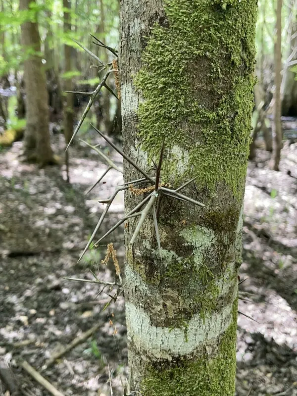Water locust