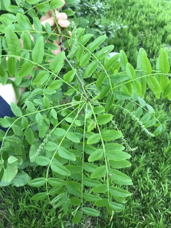 Japanese honeylocust