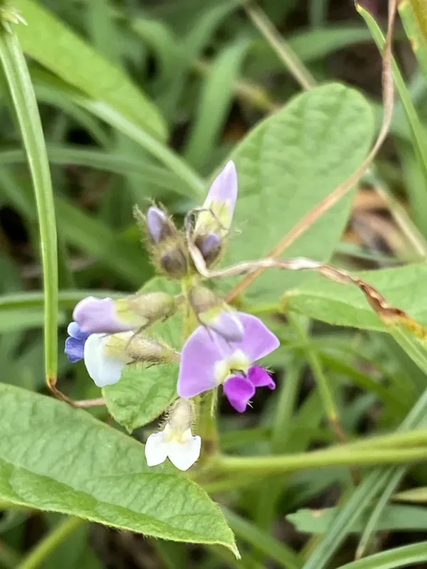 Glycine tomentella