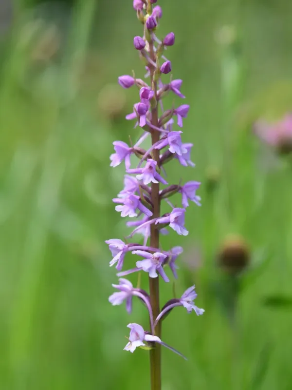 Fragrant orchid
