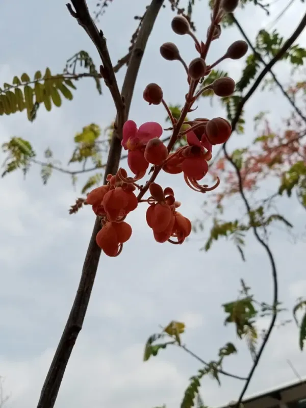 Cassia grandis